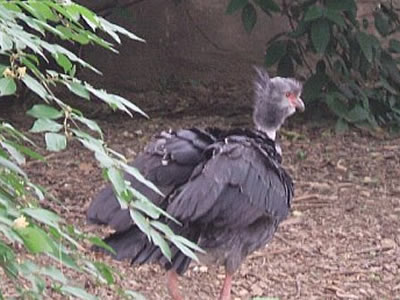 Bird (Species Unknown) - Photo by Terri Shuffield (Cincinnati Zoo)