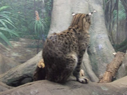 Cheetah - Photo by Terri Shuffield (Cincinnati Zoo)