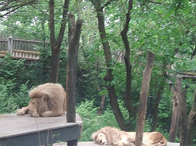 Lions - Photo by Terri Shuffield (Cincinnati Zoo)