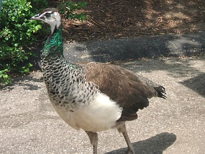 Peacock - Photo by Terri Shuffield (Cincinnati Zoo)
