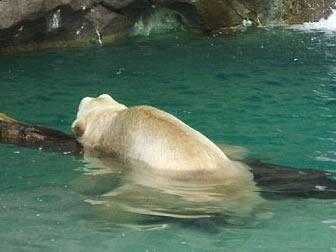 Polar Bear - Photo by Terri Shuffield (Cincinnati Zoo)