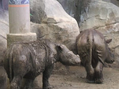 Rhinoceros - Photo by Terri Shuffield (Cincinnati Zoo)