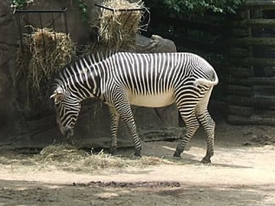 Zebra - Photo by Terri Shuffield (Cincinnati Zoo)